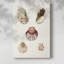 Coquillages pastel en coquille Knorr-108829778
