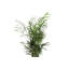 Live Neanthe Bella Palm Plant