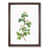 Walnut Framed selected