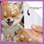 Rideaux de douche Cute Fox-394751556