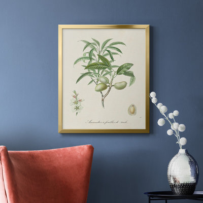 Antique Almond Botanical II Premium Framed Canvas - Ready to Hang