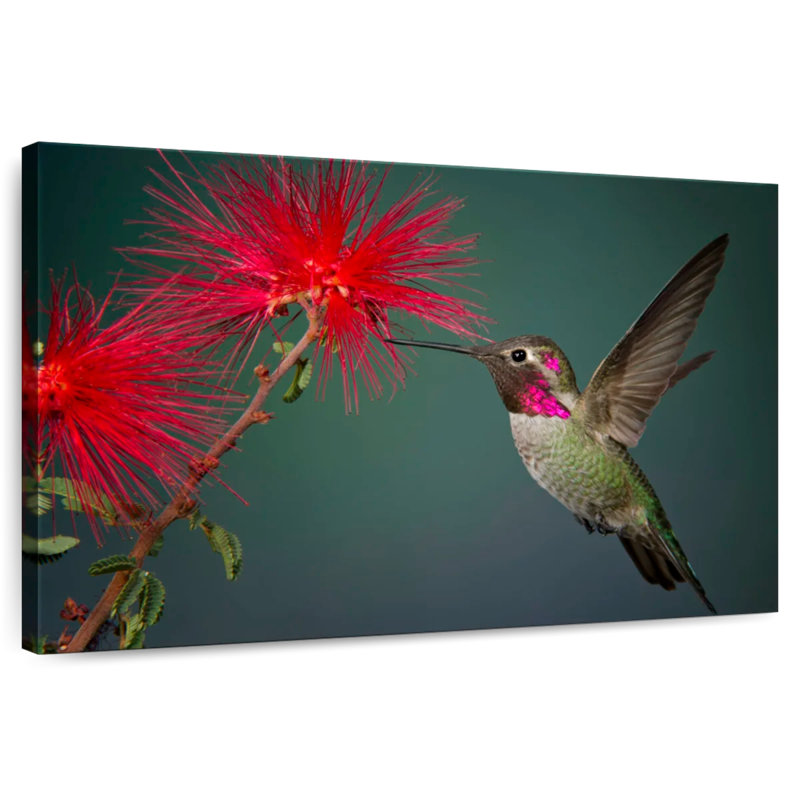 Colibri ronce et fleur, H 24 po x l 36 po