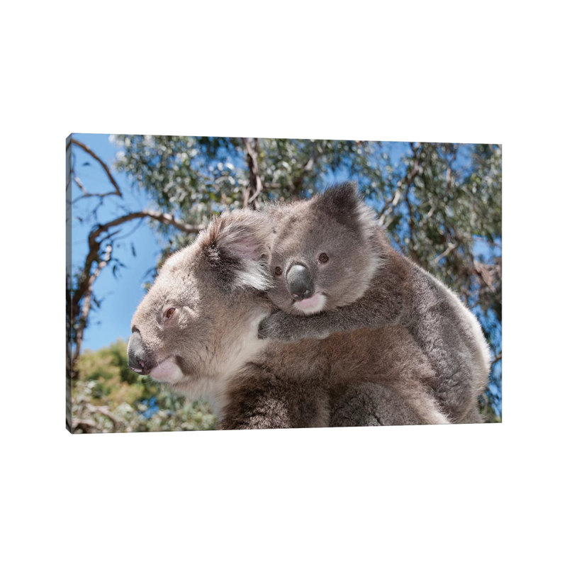 Koala Mother Carrying Young In Gum Tree Forest, Victoria, Australia by Tui De Roy - Wrapped Canvas Gallery-Wrapped Canvas Giclée
