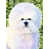 Bichon frisé 1