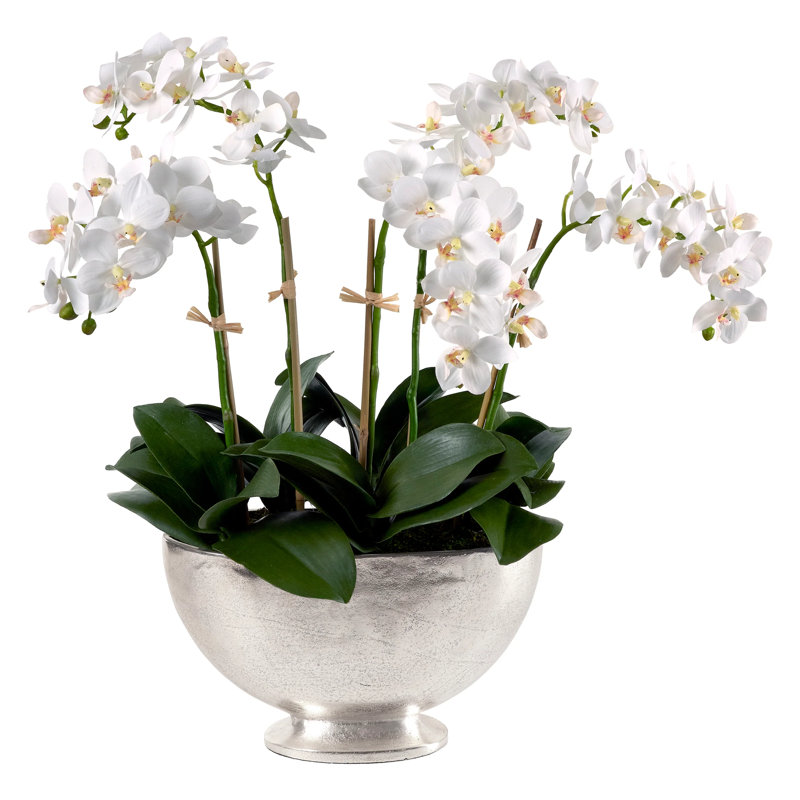 Orchidées phalaenopsis dans un bol ovale en métal