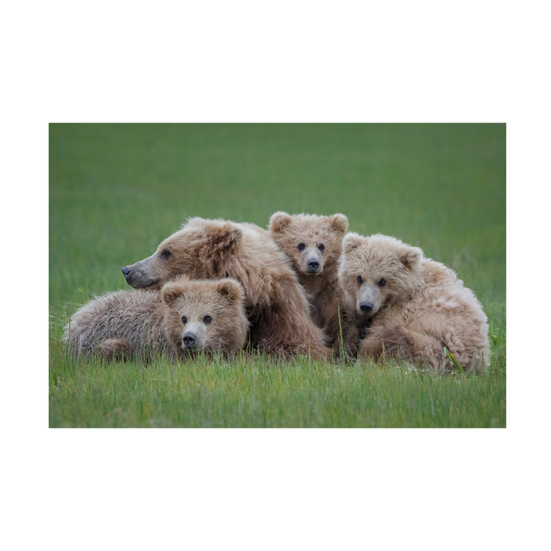 Art sur toile Renee Doyle Bear Huddle, H 12 po x l 19 po