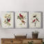 Pl 354 Louisiana Tanager - Ensemble de 3 impressions encadrées sur toile-1600168462-1600168458
