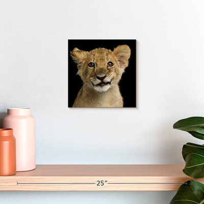 Brampt Baby Lion Head