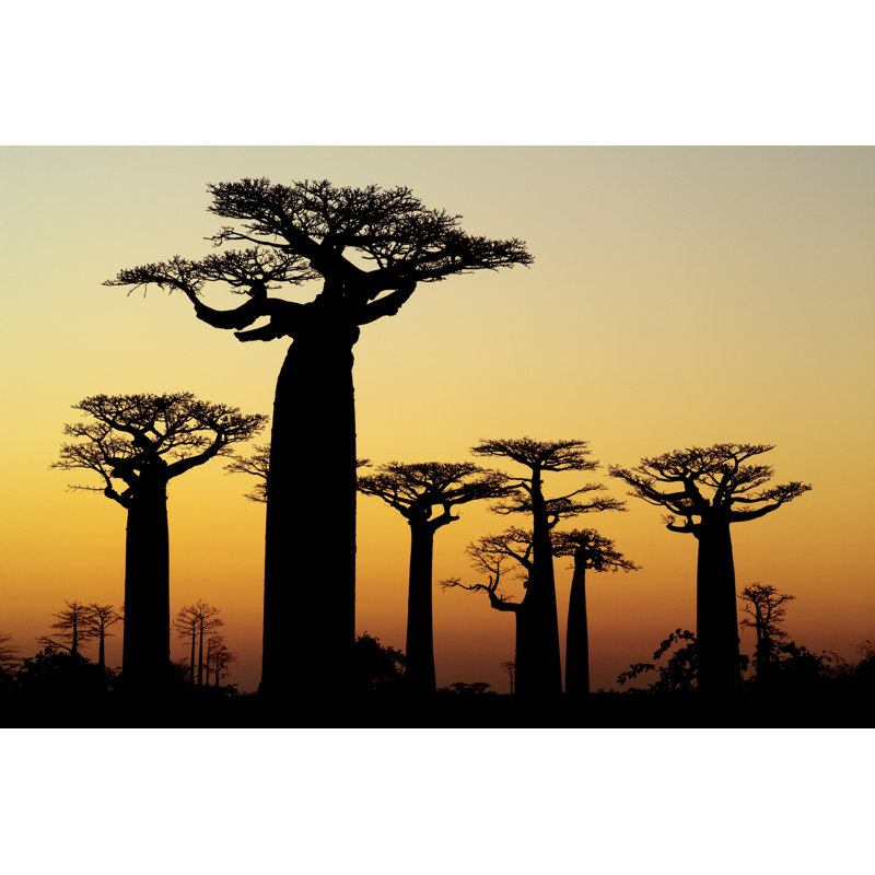 Baobab Sunset - Photographie sur toile tendue, H 8 po x l 12 po