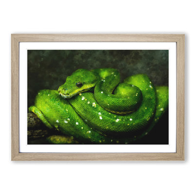 Green Python Snake - Framed Print