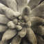 Gold Succulent A Print