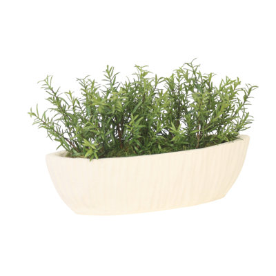 Rosemary dans une jardinière ovale