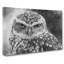 Little Owl - Wrapped Canvas-56629806