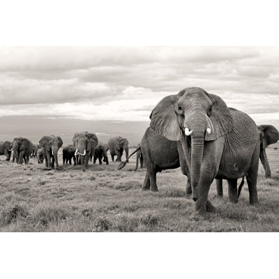 Elephant Family by Timur_T - Wrapped Canvas Print