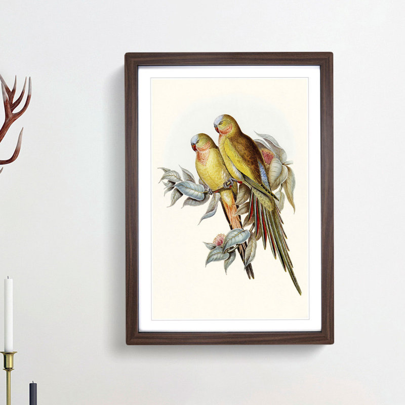 Princess of Wales's Parakeets by Elizabeth Gould - Picture Frame Painting Print, 36cm H x 27cm W x 2cm D, Walnut Framed