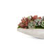 Asti Succulent Cement Arrangement
