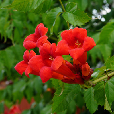 1 gal. Campsis Hot Lips (4-Pack)