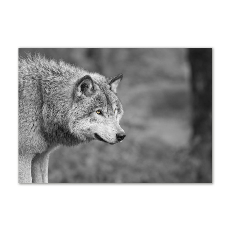 Grey Wolf - Wrapped Canvas Print