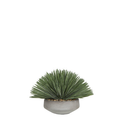 Yucca Rostrata in Newport Bowl
