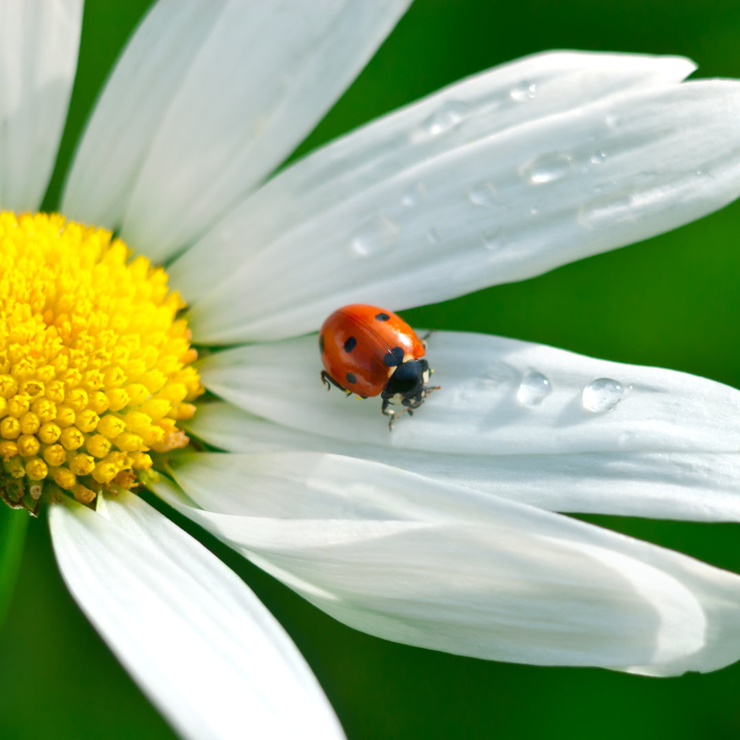 Gänseblümchen mit Marienkäfer von Alpamayo - Leinwandbild