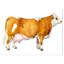 Vache laitière brune-reproduction d’art-29496829-35111741
