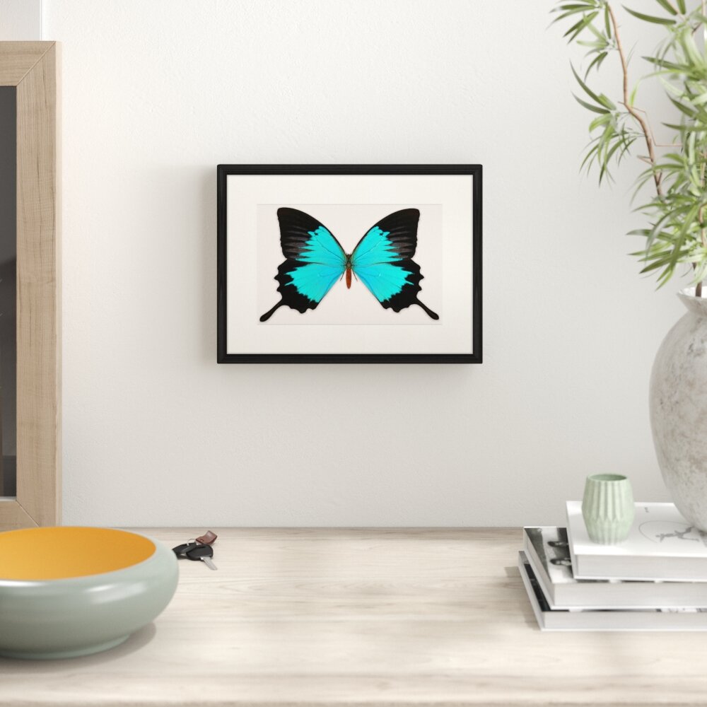 Gerahmtes Poster Schmetterling-Serie 16