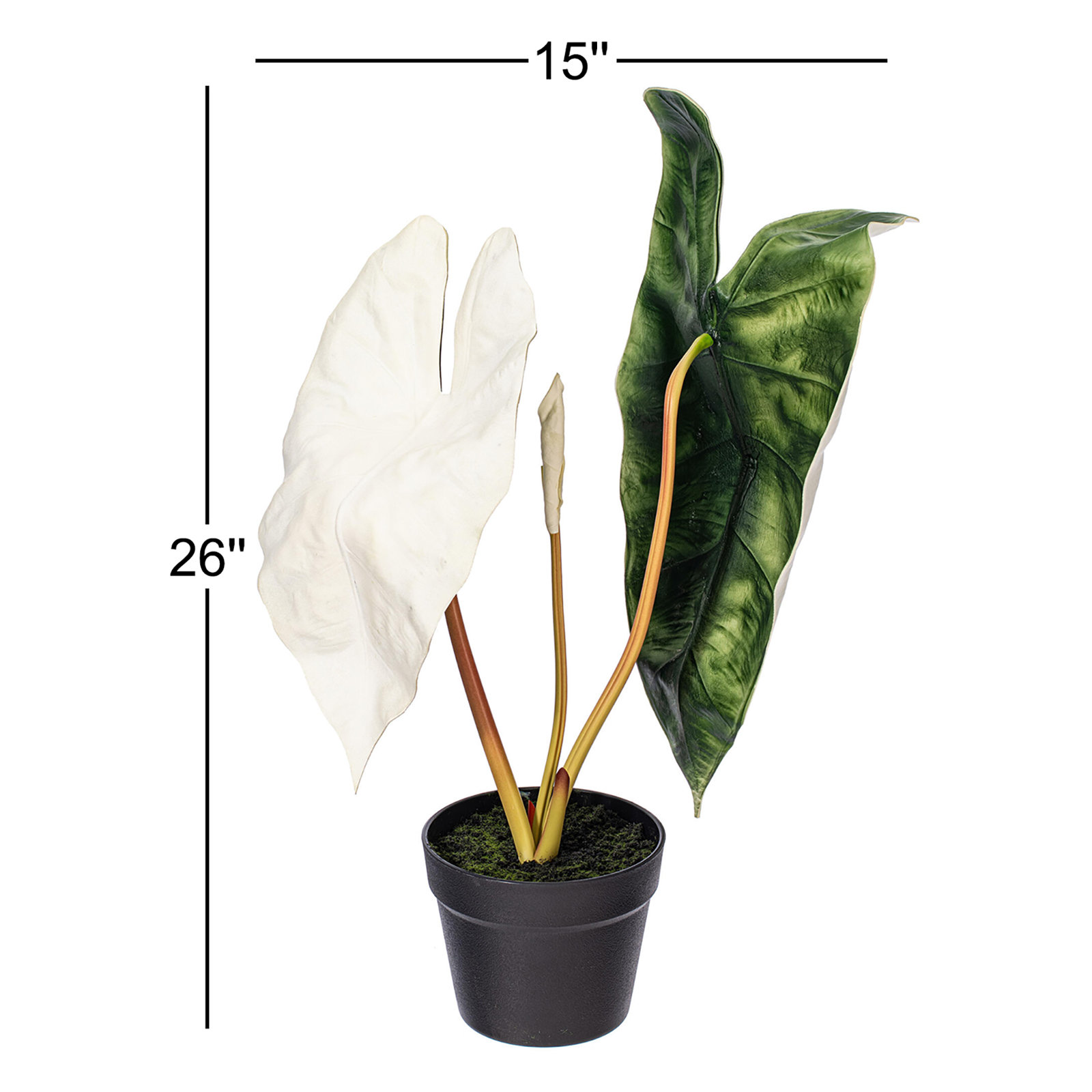 26"  Alocasia Sanderiana Potted Plant