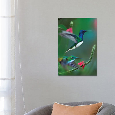 " White Necked Jacobin And Golden Tailed Sapphire " by Tim Fitzharris