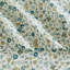 Ensemble de draps en coton et rayonne de bambou-99612880-107630968