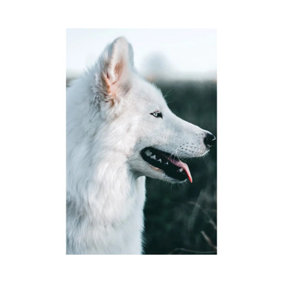 Snow Dog - Wrapped Canvas Print