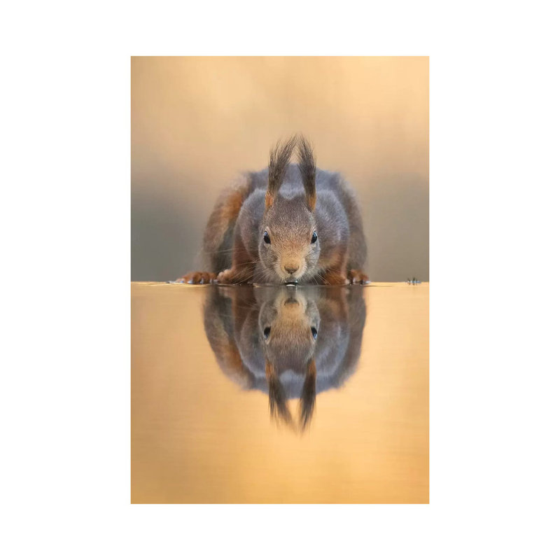 Thirsty Red Squirrel 1 Piece Wrapped Canvas Wall Art, 66.04 cm H x 45.72 cm W x 3.175 cm D
