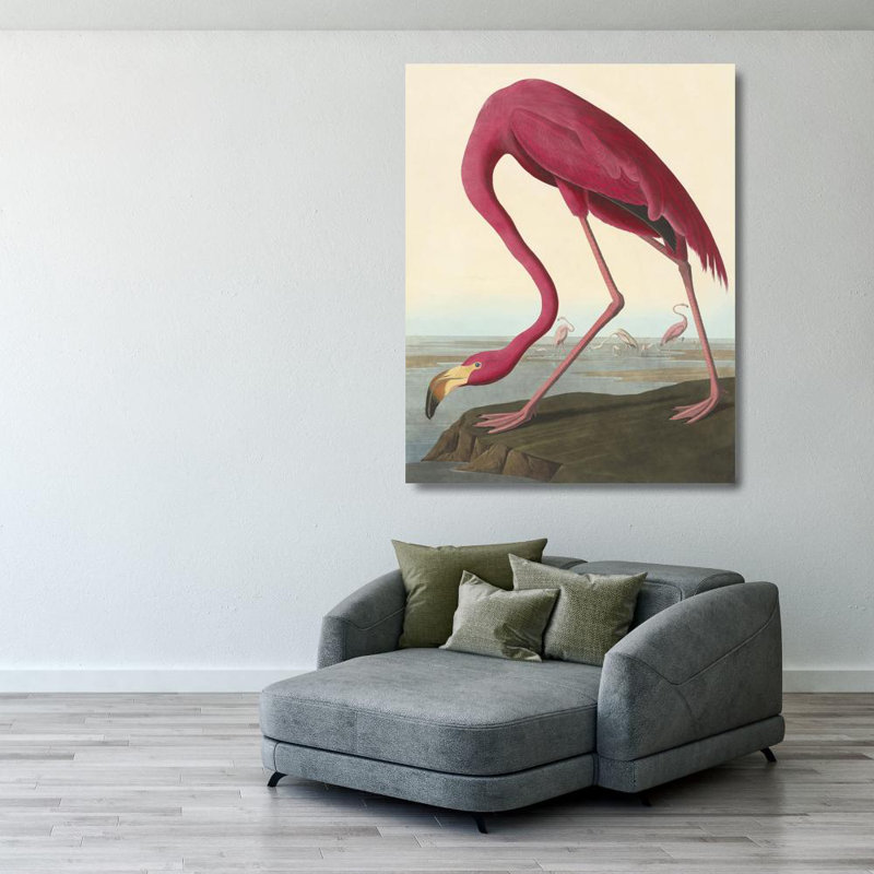 Flamant américain