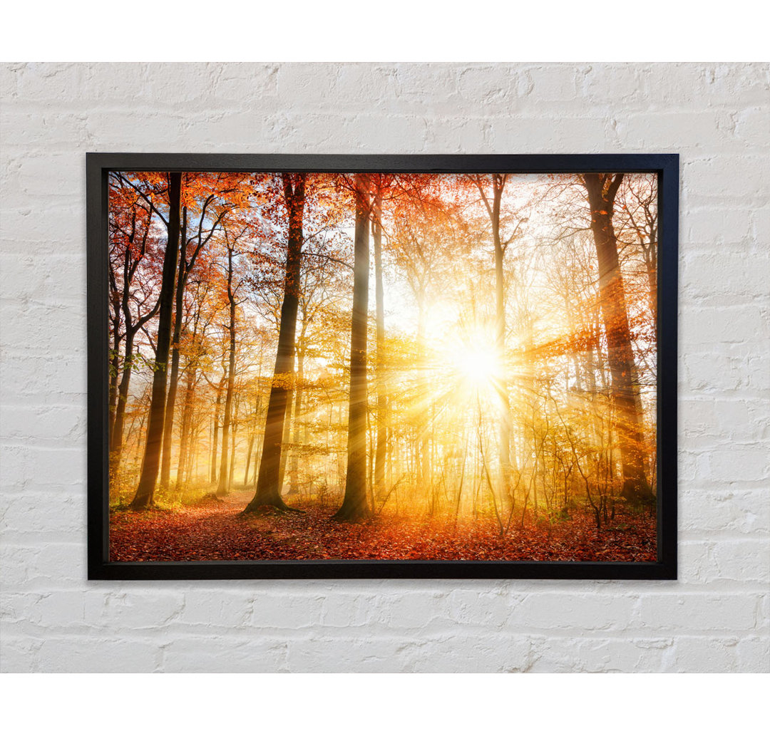 Great British Autumn Woodland - Einzelne Bilderrahmen Kunstdrucke auf Leinwand