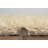 Jalissia Faux Rabbit Fur Hand Tufted Solid Color Rug-470110790