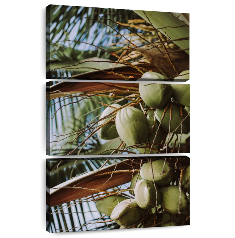 Harnek Fresh Coconuts, 74" H x 48" W