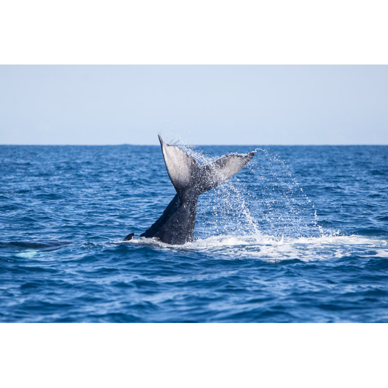 Whale Tail Above Water - Wrapped Canvas Print, 81cm H x 122cm W x 3.8cm D