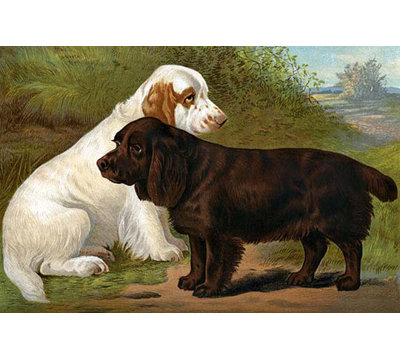 " Field Spaniels " by Vero Shaw