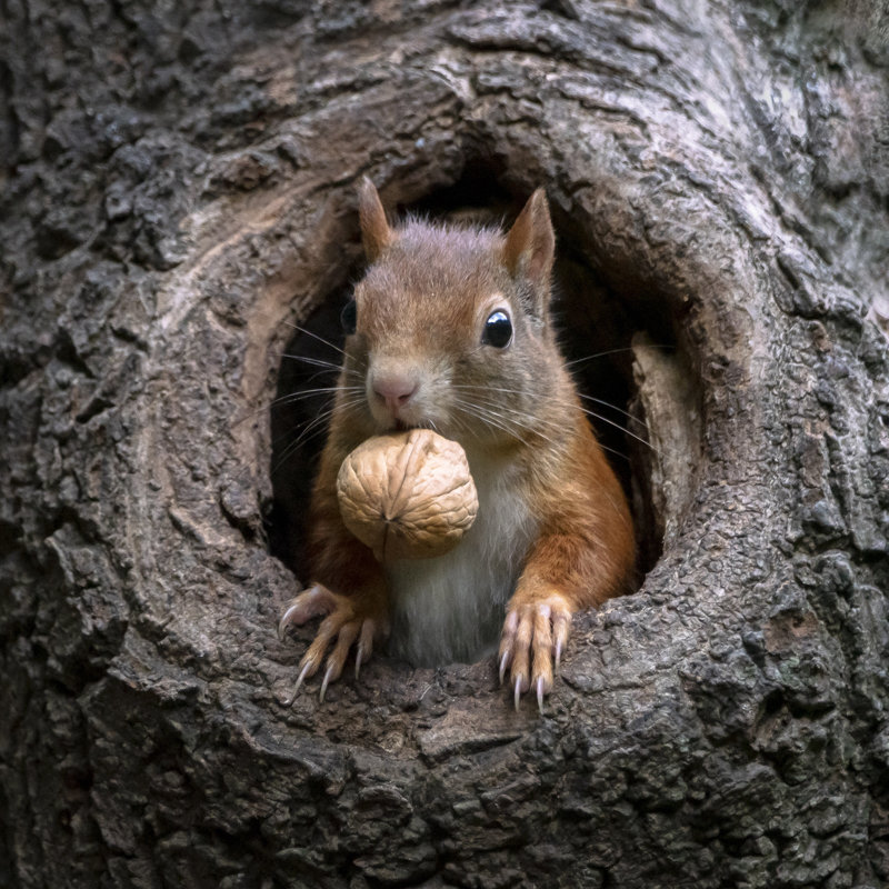 Squirrel Looks Outside by AGD Beukhof - Wrapped Canvas Print, 91cm H x 91cm W x 3.8cm D