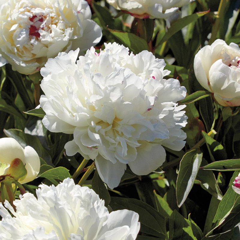 Spring 2017 Peonies Festiva Maxima