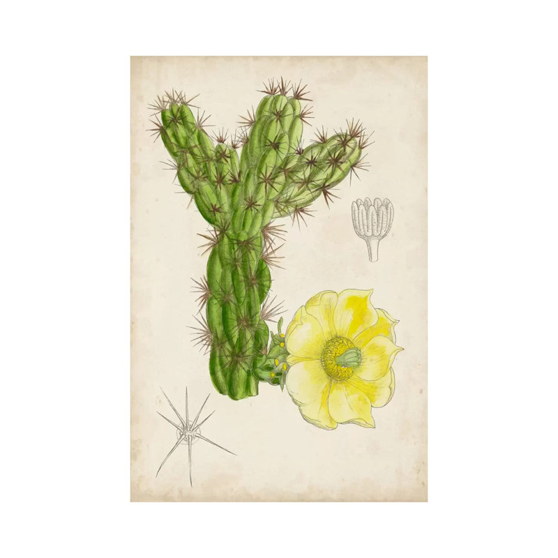 Antique Cactus I by Curtis - Wrapped Canvas Painting, 66.04 cm H x 45.72 cm W