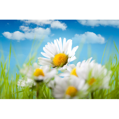 Beautiful Daisy Flower - Wrapped Canvas Print