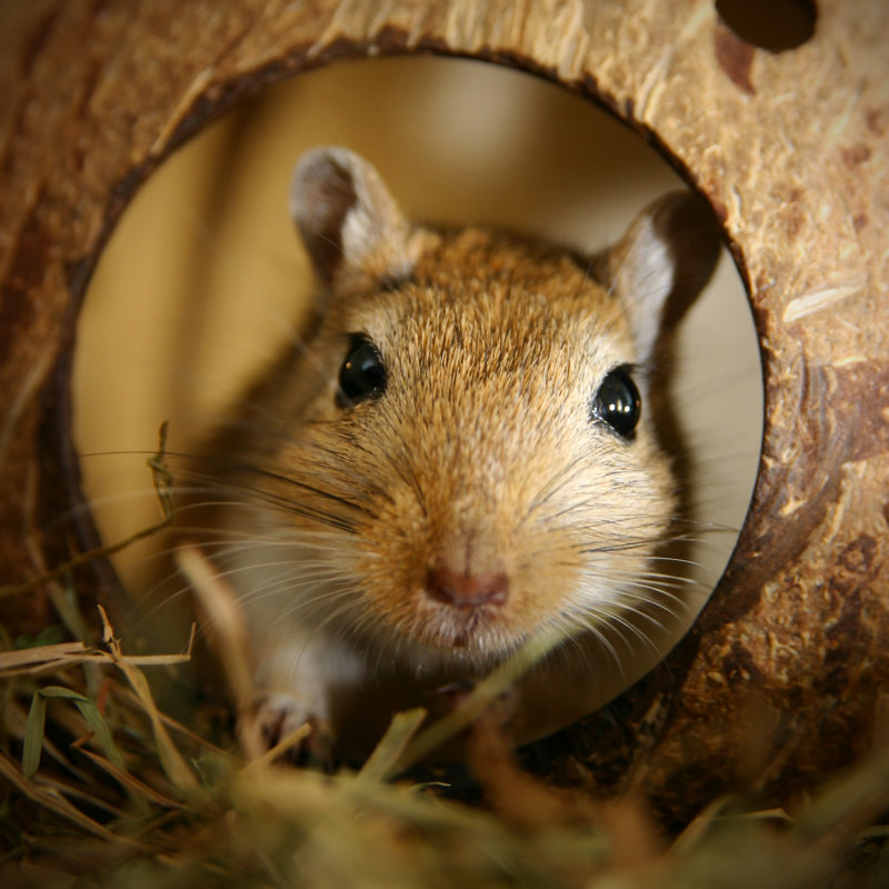Mongolian Gerbil - Wrapped Canvas Print, 51cm H x 51cm W x 3.8cm D