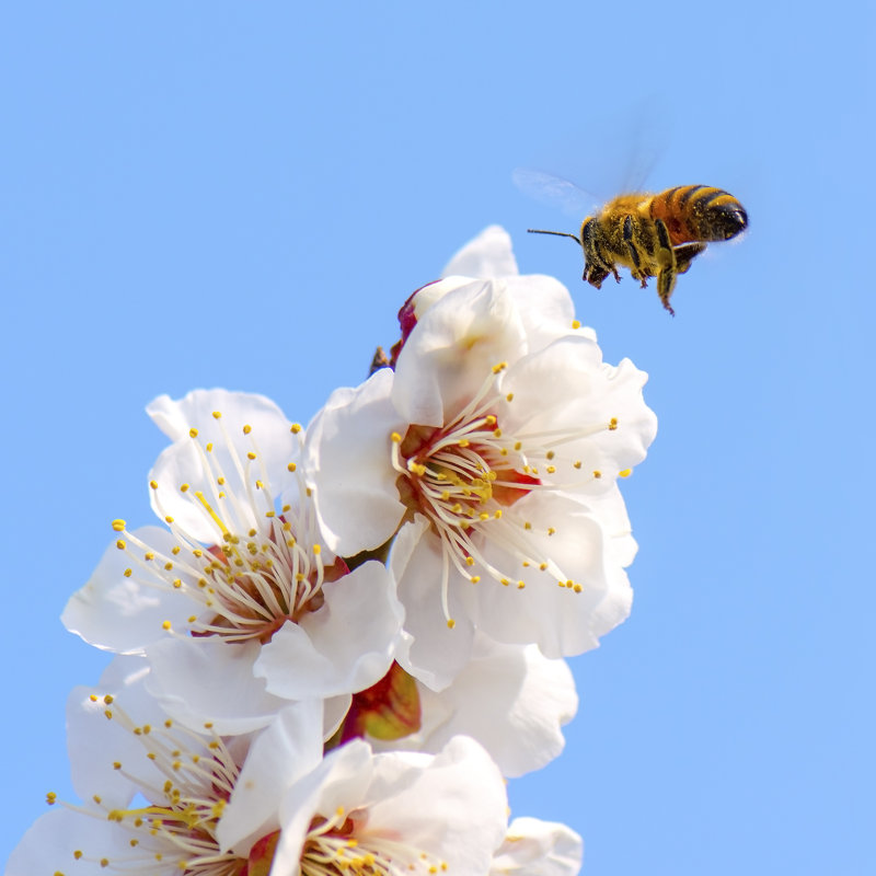Honey Bee Flying - Wrapped Canvas Print, 30cm H x 30cm W x 3.8cm D