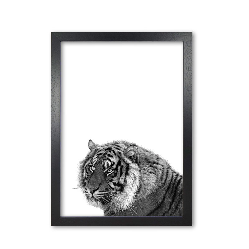 Tiger - Print, Black Grain Frame, 60 cm H x 42 cm W x 5 cm D