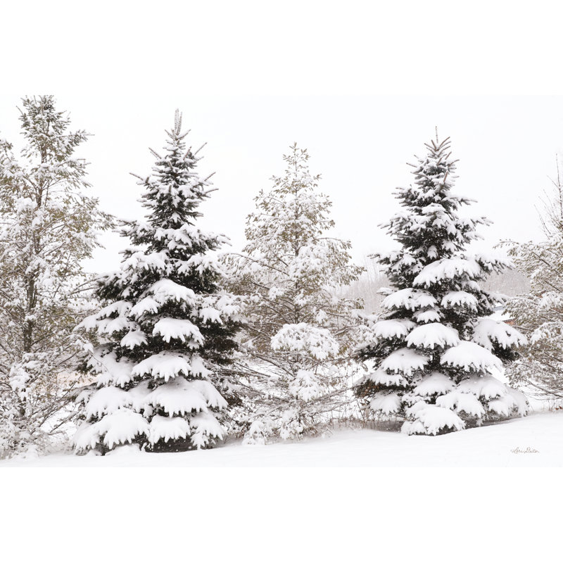 " Snowy Pine Trees " by Lori Deiter, 20" H x 30" W, Picture Framed Canvas, White