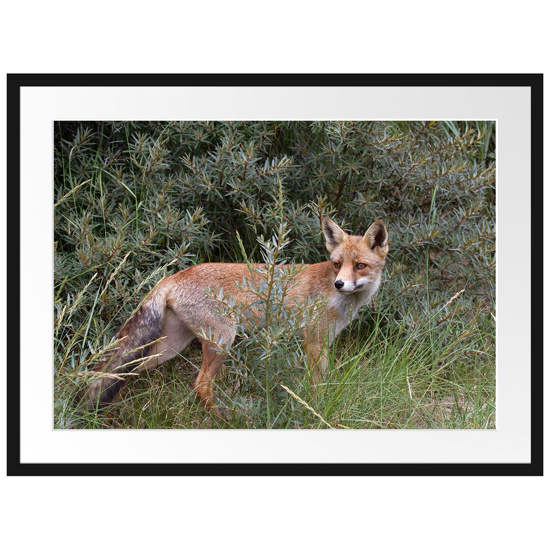 Gerahmtes Poster Fuchs im Wildstrauch