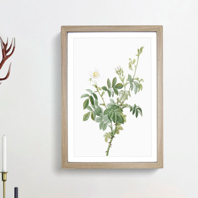 White Downy Rose by Pierre-Joseph Redoute - Picture Frame Art Prints