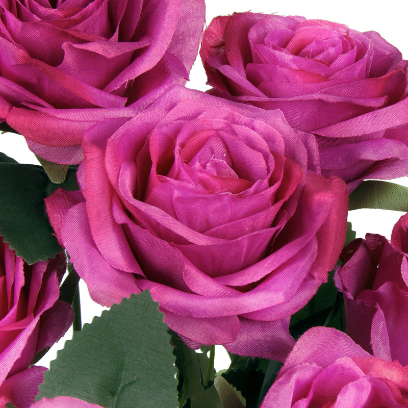 Grand rosier, Fuchsia