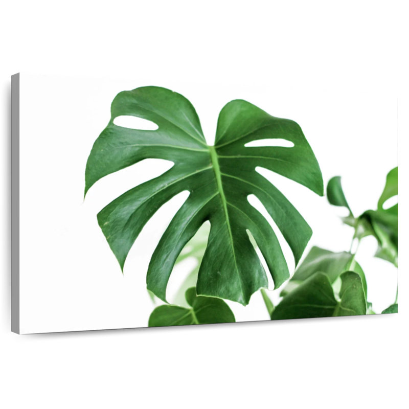 Feuille Harnek Monstera, H 34 po x l 51 po