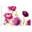« spring renoncule iv », impression sur toile tendue-72437625-72437626-72437628